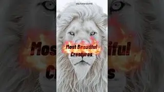 Next 5 Most beautiful white creatures #shortvideo #wildlife #whiteanimals #facts #animals #nature
