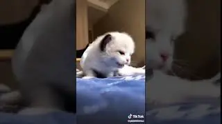 Cute cat sitting one the bed