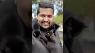 Cat VFX effects