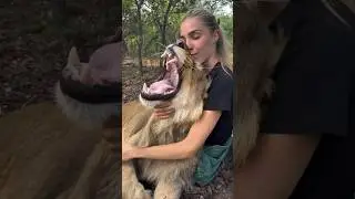 Scared Cub to Jungle King 👑