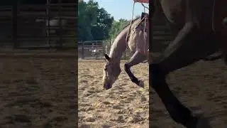 Bridleless = sandy nostrils #horse #bridleless