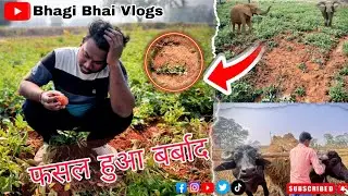गांव में आया हाथियों का झुंड// फसल हुआ बर्बाद// किसान है परेशान // Village Elephant Vlogs #elephant 