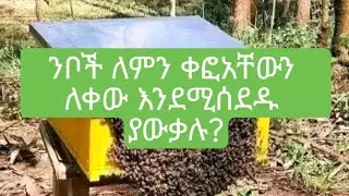 የንቦች ስደትና መንስኤው                           December 25, 2025