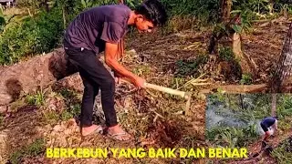 WOW, SEPERTI INILAH PROSES PENANAMAN SINGKONG AGAR UBI NYA BESAR