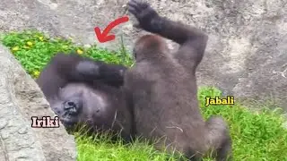 Jabali recently loves playing with Iriki😆🤪❤️呷百二最近喜歡找艾媽玩