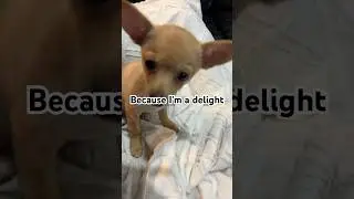 I&rsquo;m a delight! #chihuahua #puppy #delight