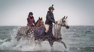 Beach trip [ horse ]