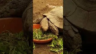 #mountaintortoise Manouria emys emys at Cologne Zoo.