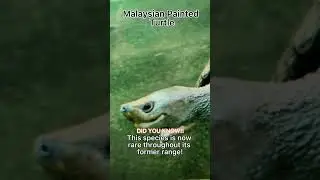 Rare Turtle Species# Shorts