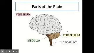 National 5 Biology - Control and Communication Part A (Nervous system) (Unit 2 KA2a)