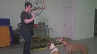 What to do if an off-leash dog charges at you: Expert advice
