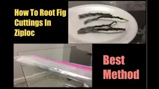How To Root Fig Cuttings In Ziploc.  Best Ziploc Method