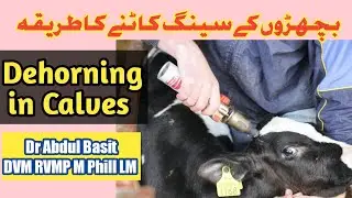 Dehorning in Calves| بچھڑوں کے سینگ کیسے بنائیں ؟ #farming #dehorning #calves #dairyfarm #dairyqueen