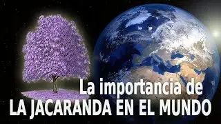 LAS JACARANDAS EN EL MUNDO 🌍💚