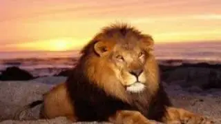 Julian Marley - Lion in the morning- 
