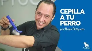 C&oacute;mo CEPILLAR A UN PERRO | C&oacute;mo usar una carda | Curso de peluquer&iacute;a canina