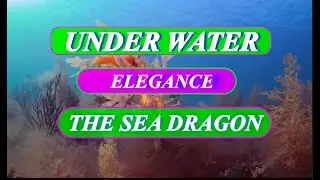 SEA DRAGON HIDDEN GEMS OF THE OCEAN #sealife #phikphikmykitty