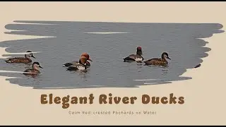 Elegant Waterfowl 🐦 | Red-crested Pochards Enjoying Mahananda River.