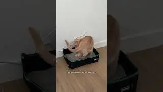 лучший переносной туалет для путешествий с кошками