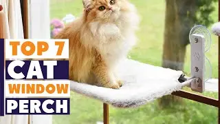 7 Best Cat Window Perch for Ultimate Comfort