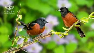 Bird Sounds | Natural Ambient Rain for Focus & Mindfulness - Relax and Calm Yourself
