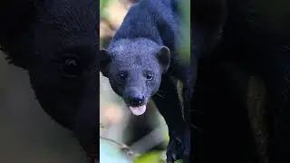 Meet the Mysterious Tayra Central America's Best Kept Secret