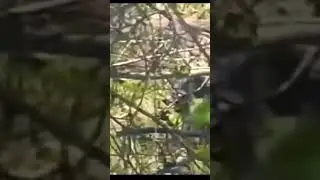 Dogman on Camera Close Walking Through the Woods Hunting for Prey!