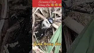 European Dark Honey Bee||Black Honey Bee #rpmtheexplorer #explorer #rpm #naturalbeauty