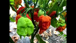 Z nasej zahrady 11 - Carolina Reaper a jej skodcovia