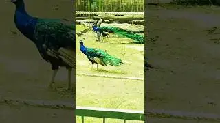 most beautiful peacock of the world,#peacock,#birds ,#botanzoo,#shortvideos,