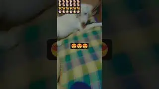 #labrador # #puppies #love #shorts #trending #video #yt #comedy #funny #cute #baby