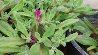 How to Care For Ice Plant in Winters | Winter Gardening