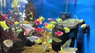 Colorful Community Fish arrived last night | Tetras, Loaches & Dramatic Angelfish Being Fabulous