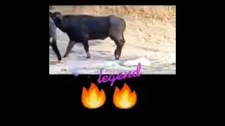 💪💯🤟#trending #mohd_kaif_turki #sultan #views #like #foryou #share
