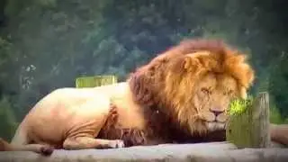 Blair Drummond Safari Park
