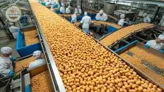 How to Process 472 Million Pounds Of Chickpeas American In A Processing Factory