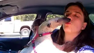 Are Anteaters Affectionate? : Commonly Asked Questions