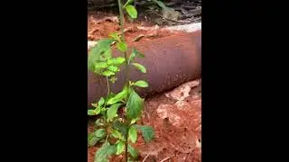 Millions of baby red crabs overrun Australia&rsquo;s christmas island #youtube #ytshorts #shorts #viral