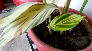 Top 3 Best Indoor Plants, 3 Beautiful Indoor Plants, KK Home Gardening, Gardening at Home