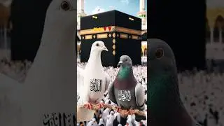 #short #islamic #official #channel 🕋❤️