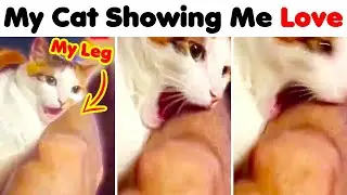 Pets Are Weird..Here Is a Proof