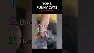 TOP 5 FUNNY CATS😹 #funnycats
