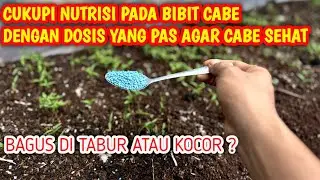 🔴 PEMUPUKAN BIBIT CABE AGAR CEPAT BESAR DAN SEHAT || UMUR 15 HARI UNTUK PEMUPUKAN PERTAMA PART 3