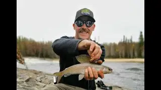 Arctic Grayling In Saskatchewan's Canadian Shield