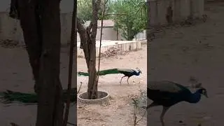 The peacock is walking in the garden 😱#peacock #shorts #youtube