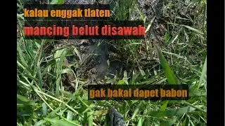 Mancing belut , Belut besar semakin pintar buat lubang,harus butuh ketlatenan nyari nya!