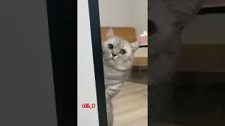 @Syl_Vester #goodvibes #shortvideo #shortvideos#funnymoment#shorts #trynottolaugh #funnycats#cats