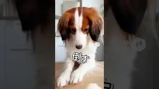 ASMR職人すぎる犬、最後の反応が反則ｗ（コーイケルホンディエ）#犬 #犬動画 #可愛い犬 #癒し #ASMR #ショート動画 #YouTubeShorts #犬のいる生活 #わんこ #ドヤ顔