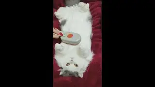 ASMR Cat Spa No Talking   Intense Ear Cleaning, Face Massage & Paw Wash Triggers 4K E24