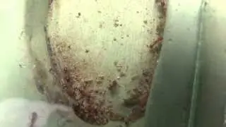 Myrmica scabrinodis colony HD